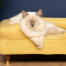 Süße weiße Katze liegt auf dem Memory Foam Katzensofa in sanftem Gelb, das Holzfüsse mit Messingkappen hat