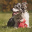Ein Hund mit dem Teddyaffen im Feld Ein Hund mit dem Teddyaffen im Feld