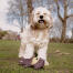 Hund mit teddy im feld Hund mit teddy im feld
