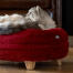 Katze sitzt auf rotem rouge Omlet donut katzenbett Katze sitzt auf rotem rouge Omlet donut katzenbett