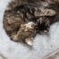 Eine Katze und ihr Junges entspannen sich auf dem luxuriösen, weichen Donut-Katzenbett Eine Katze und ihr Junges entspannen sich auf dem luxuriösen, weichen Donut-Katzenbett