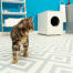 Katze im badezimmer mit Maya katzenklo möbel im hintergrund Katze im badezimmer mit Maya katzenklo möbel im hintergrund