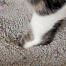 Katzenpfote in ton-katzenstreu Katzenpfote in ton-katzenstreu