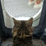 Katze sitzt in Maya katzenklo möbel bekommen privatsphäre
