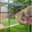 Katze klettert von rotem outdoor-katzenregal auf weißes outdoor-katzenregal in Omlet catio
