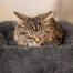 Ihre Katze verdient es gut zu schlafen, und das luxuriöse, superweiche Katzenbett aus Kunstfell bietet genau das... und mehr!