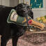 Ein labrador hält das bubbles & fizz hundespielzeug von sophie allport Ein labrador hält das bubbles & fizz hundespielzeug von sophie allport