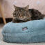 Eine Katze schläft auf einem puderblauen Katzenbett Eine Katze schläft auf einem puderblauen Katzenbett