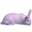 Weißes nz-kaninchen