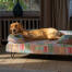 Ein retriever, der auf dem elektrischen hundebett pawsteps ruht Ein retriever, der auf dem elektrischen hundebett pawsteps ruht