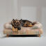 Ein deutscher schäferhund ruht sich im pawsteps natural bolster hundebett aus Ein deutscher schäferhund ruht sich im pawsteps natural bolster hundebett aus