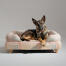 Ein deutscher schäferhund ruht sich im pawsteps natural bolster hundebett aus Ein deutscher schäferhund ruht sich im pawsteps natural bolster hundebett aus