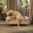 Ein miniature Golden retriever, der vom pawsteps natural bolster hundebett absteigt Ein miniature Golden retriever, der vom pawsteps natural bolster hundebett absteigt