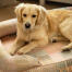 Ein miniature Golden retriever entspannt sich in dem pawsteps natural bolster dog bed