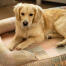 Ein miniature Golden retriever entspannt sich in dem pawsteps natural bolster dog bed Ein miniature Golden retriever entspannt sich in dem pawsteps natural bolster dog bed