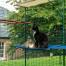 Katzen sitzen und liegen auf einem blauen wasserdichten katzenregal im freien Katzen sitzen und liegen auf einem blauen wasserdichten katzenregal im freien