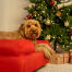 Hund entspannt sich im roten hundebett mit nackenrolle Hund entspannt sich im roten hundebett mit nackenrolle