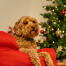 Hund entspannt sich im roten hundebett mit nackenrolle Hund entspannt sich im roten hundebett mit nackenrolle