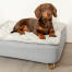 Dackel sitzend auf Omlet Topology hundebett mit gestepptem bezug und Gold hairpin feet