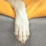 Nahaufnahme einer hundepfote auf Omlet Topology hundebett mit sitzsack-topper