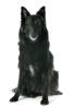 Belgischer Schäferhund (Groenendael)