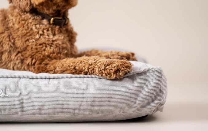 Ein Hund ruht sich auf seinem Corduroy Moss-Hundekissen aus.