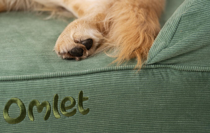 Detail einer Hundepfote auf einem grünen Polsterbett aus Cordstoff