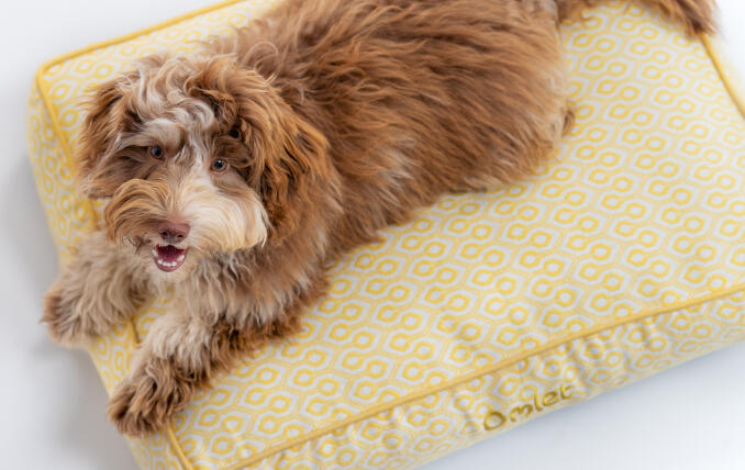Ein kleiner Hund auf seinem Honeycomb Pollen-Hundekissen.