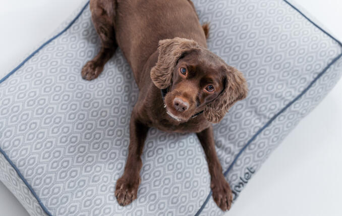 Ein Hund auf seinem Honeycomb Slate-Hundekissen.