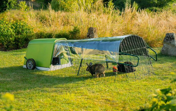 Ein Eglu Go stall im garten mit zwei kaninchen im auslauf.