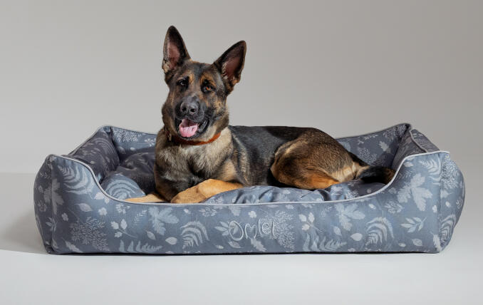 Ein Deutscher Schäferhund liegt auf dem Designer-Hundenest von Omlet in der Größe Large