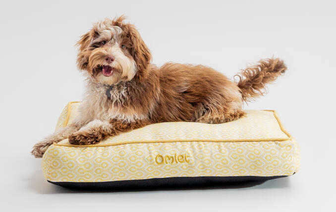 Ein Hund auf dem Hundekissen mit dem Motiv Honeycomb Pollen.