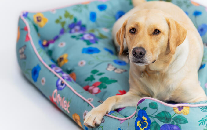 Ein gelber Labrador ruht sich auf seinem Hundenest mit dem Motiv Gardenia Sage aus.