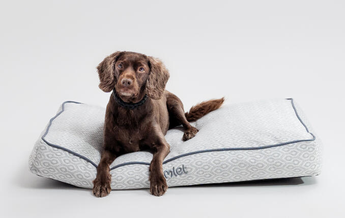 Ein Hund auf dem Hundekissen mit dem Motiv Honeycomb Slate.