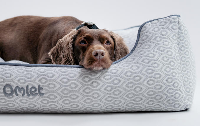 Ein Spaniel liegt auf dem Hundenest in Honeycomb Slate und ruht seinen Kopf auf dem stützenden Rand ab.