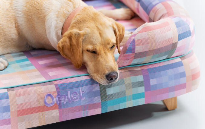 Retriever liegt auf pastellfarbenem geometrischem Hundebett