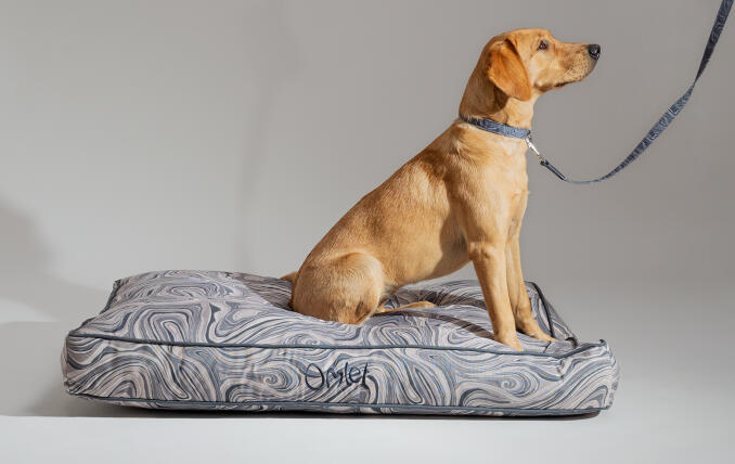 Ein Retriever auf einem gemusterten Omlet Hundekissen mit passender Leine