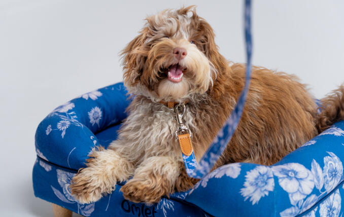 Ungepflegter Hund im leuchtend blauen Hundekissenbett mit Blumenmuster