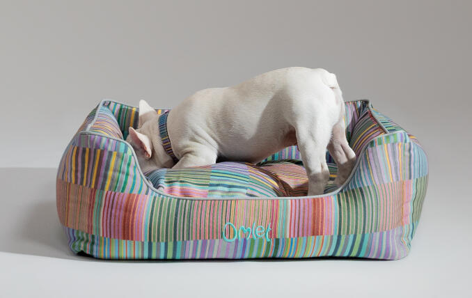 Eine Französische Bulldogge vergräbt ihren Kopf im eleganten Designer-Hundenest von Omlet