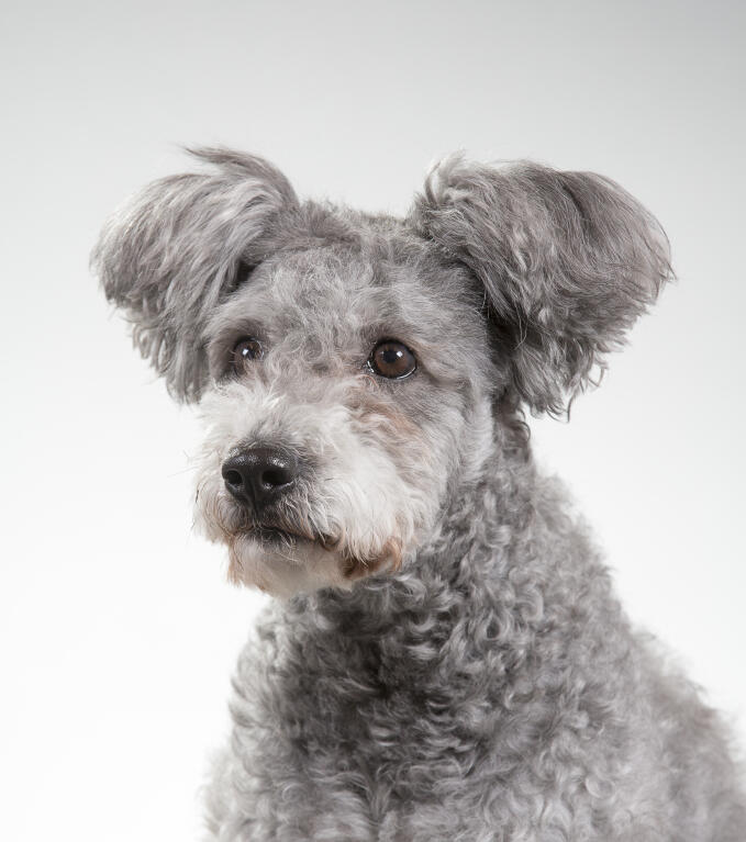 pumi dog curly