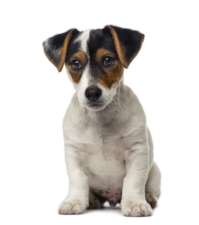 Small Dogs Breed Extinct England Small Dogs Breed Extinct England