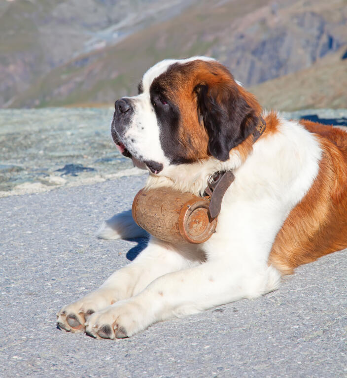 Stempel « BERNHARDINER » Adressenstempel Motiv Schweiz Saint Bernard Dog Lawine 