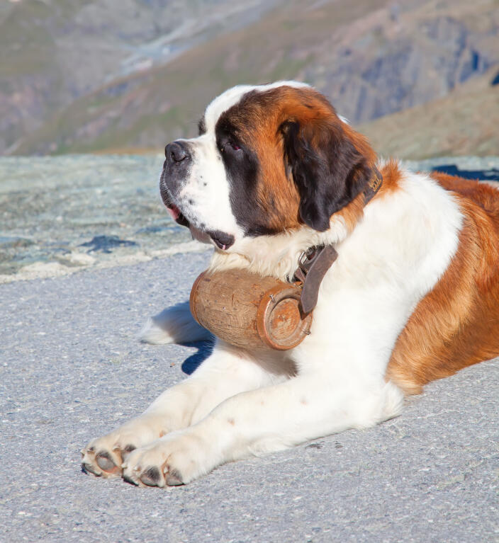 bernhardiner hunde rassen information omlet