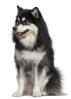 Finnischer Lapphund