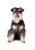 Zwergschnauzer