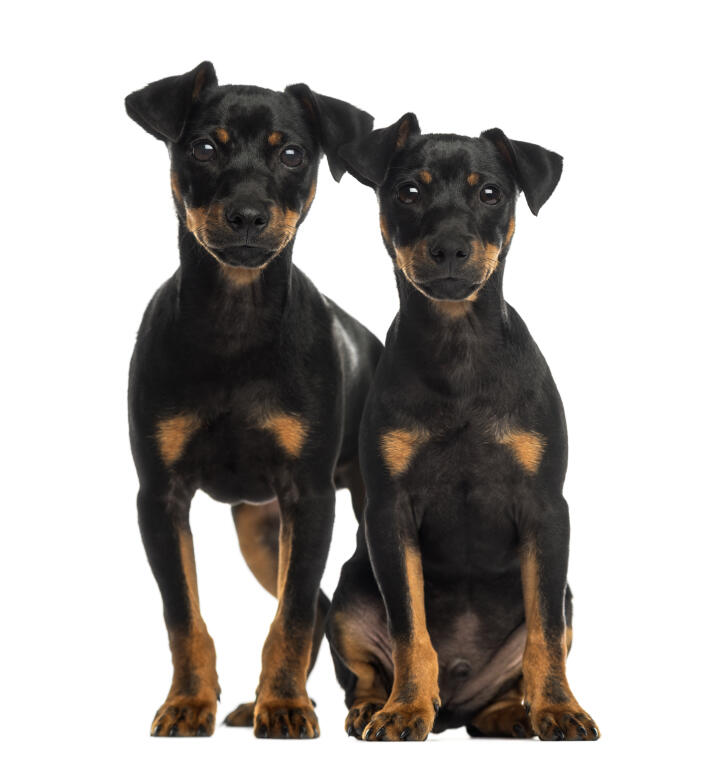 Dobermann Hunde Informationen Zu Den Bienenarten Omlet