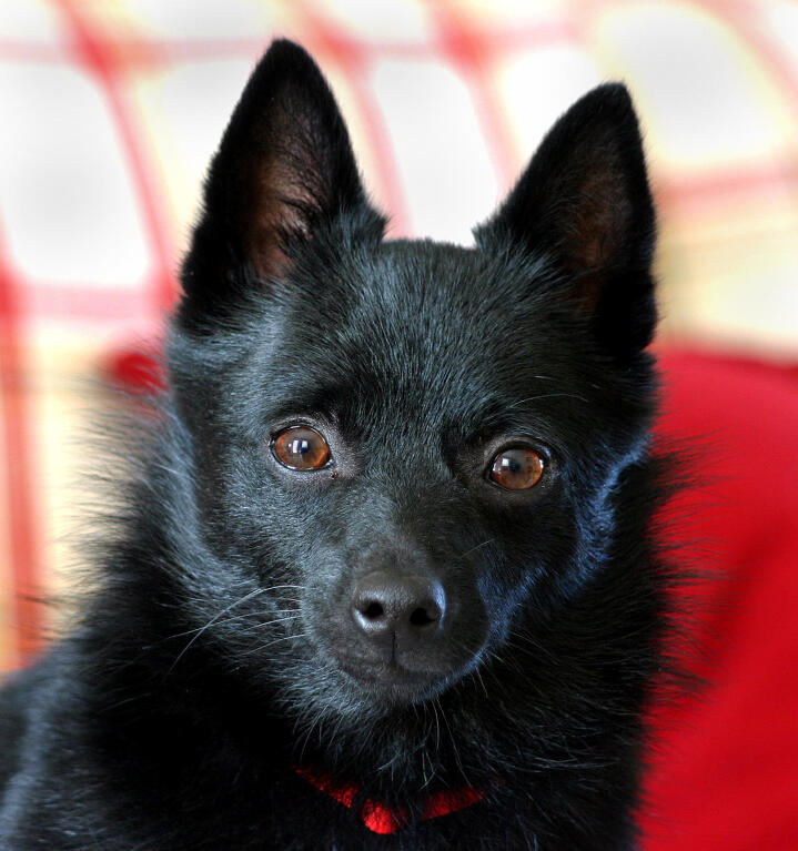 rottweiler with pointy ears schipperke hunde rassen information omlet rottweiler with pointy ears schipperke hunde rassen information omlet