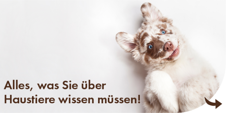 Alles, was sie über haustiere wissen müssen