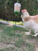 Omlet Pickspielzeug Poppy