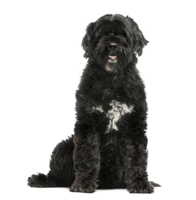 Medium Sized Dogs That Dont Shed And Bark Medium Sized Dogs That Dont Shed And Bark